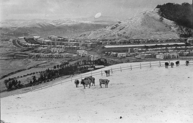 1932_twinpeakscattle.jpg