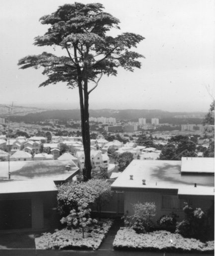 942snowtree1978.jpg